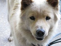 Dog 2