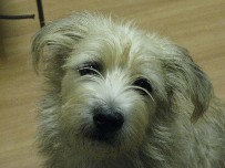 Dog 6
