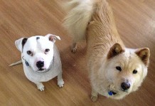 Two Dogs