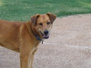 Dog 5