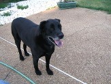 Dog 4