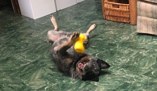 Playful Dog