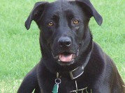 Dog 3